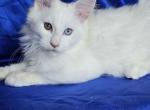 Romeo - Maine Coon Kitten For Sale - Brighton, CO, US