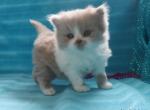 BERENIKA - British Shorthair Kitten For Sale - 