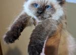 Sam Chocolate Point - Ragdoll Kitten For Sale - NY, US