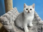 Mia - Scottish Straight Kitten For Sale - Renton, WA, US