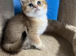 Leo - British Shorthair Kitten For Sale - Renton, WA, US