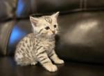 Silver Bengal - Bengal Kitten For Sale - 