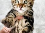 Dandelion Brown Marble Bengal Kitten - Bengal Kitten For Sale - Sunbury, OH, US