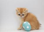Umi - British Shorthair Kitten For Sale - 