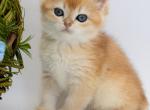 Ulani - British Shorthair Kitten For Sale - Ashburn, VA, US