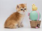 Ugo - British Shorthair Kitten For Sale - 
