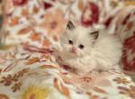 Katana Litter - Minuet Kitten For Sale - Amelia, OH, US