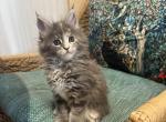 Lu Lu - Maine Coon Kitten For Sale - Cooper City, FL, US