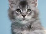 Antonio - Maine Coon Kitten For Sale - Boston, MA, US