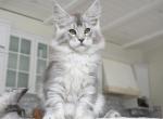 Sherlynx Zein - Maine Coon Kitten For Sale - Houston, TX, US