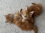 Rey and Ron - Maine Coon Kitten For Sale - Cooper City, FL, US