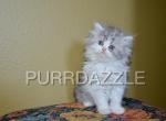 RESERVED Earl Grey - Persian Kitten For Sale - Tampa, FL, US