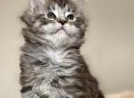 Lucy - Maine Coon Kitten For Sale - New Park, PA, US