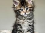 Callie - Maine Coon Kitten For Sale - New Park, PA, US