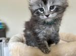 Gigi - Maine Coon Kitten For Sale - New Park, PA, US