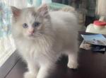 Tica registered mink bi color male - Ragdoll Kitten For Sale - Butler, PA, US