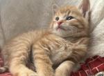 Gorgeous Loving Rare GOLD Maine Coon Males - Maine Coon Kitten For Sale - 