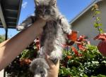 Ricky - Maine Coon Kitten For Sale - Hollywood, FL, US