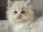 Imported lines Seal lynx bi color female - Ragdoll Kitten For Sale - Butler, PA, US