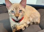 雪花 Snowflake aka Ascari - Bengal Kitten For Sale - Oklahoma City, OK, US