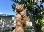 Apricot - Maine Coon Kitten For Sale - Hollywood, FL, US