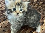 Lily - Siberian Kitten For Sale - North Port, FL, US