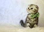 Scottish fold male - Scottish Fold Kitten For Sale - Iva, SC, US