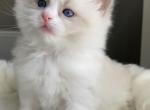 Romeo - Ragdoll Kitten For Sale - Morris, IL, US