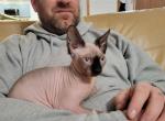 Sage - Sphynx Kitten For Sale - 