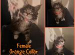 Madam FiFi kittens - Maine Coon Kitten For Sale - Hyde Park, NY, US