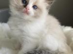 Princess Penelope - Ragdoll Kitten For Sale - Morris, IL, US