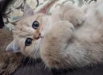 British Boy Nice Kitten - British Shorthair Kitten For Sale - Los Angeles, CA, US