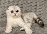 Roxy scottish fold silver tabby girl - Scottish Fold Kitten For Sale - CA, US