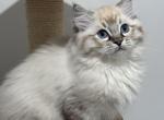 Red Collar - Ragdoll Kitten For Sale - New York, NY, US