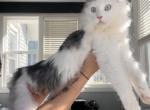 Prima - Maine Coon Kitten For Sale - La Porte, IN, US