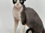 Odd eyed bicolor male Bubba - Devon Rex Kitten For Sale - Brooksville, FL, US