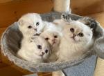 Scottish Fold Kittens - Scottish Fold Kitten For Sale - White Center, WA, US