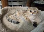 Jasmine - Scottish Fold Kitten For Sale - Philadelphia, PA, US