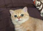 Nice British Boy Kitten - British Shorthair Kitten For Adoption - Los Angeles, CA, US