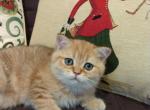 British Nice Boy - British Shorthair Kitten For Adoption - Los Angeles, CA, US