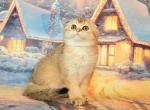 Patric golden chinchilla scottish fold boy - Scottish Fold Kitten For Sale - CA, US