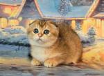 Patricia golden chincilla scottish fold girl - Scottish Fold Kitten For Sale - CA, US