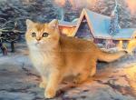 Pamela golden chinchilla scottish straight girl - Scottish Straight Kitten For Sale - CA, US