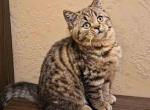 Leopard cub Charm brown tabby chunky boy - Scottish Straight Kitten For Sale - CA, US