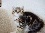 Baby tiger Merlin golden butterfly tabby boy - British Shorthair Kitten For Sale - 