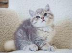 Blue golden british shorthair boy Marmelad - British Shorthair Kitten For Sale - CA, US