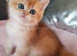 Xusha flame golden shaded british shorthair girl - British Shorthair Kitten For Sale - CA, US