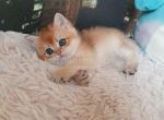 Xenon bright golden british shorthair baby boy - British Shorthair Kitten For Sale - 