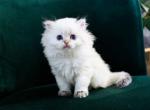 British longhair Violetta blue eyed fluffy angel - British Shorthair Kitten For Sale - CA, US