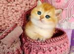 Golden shaded british shorthair little chunk - British Shorthair Kitten For Sale - 
